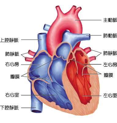 下腔靜脈孕婦|睡眠姿勢